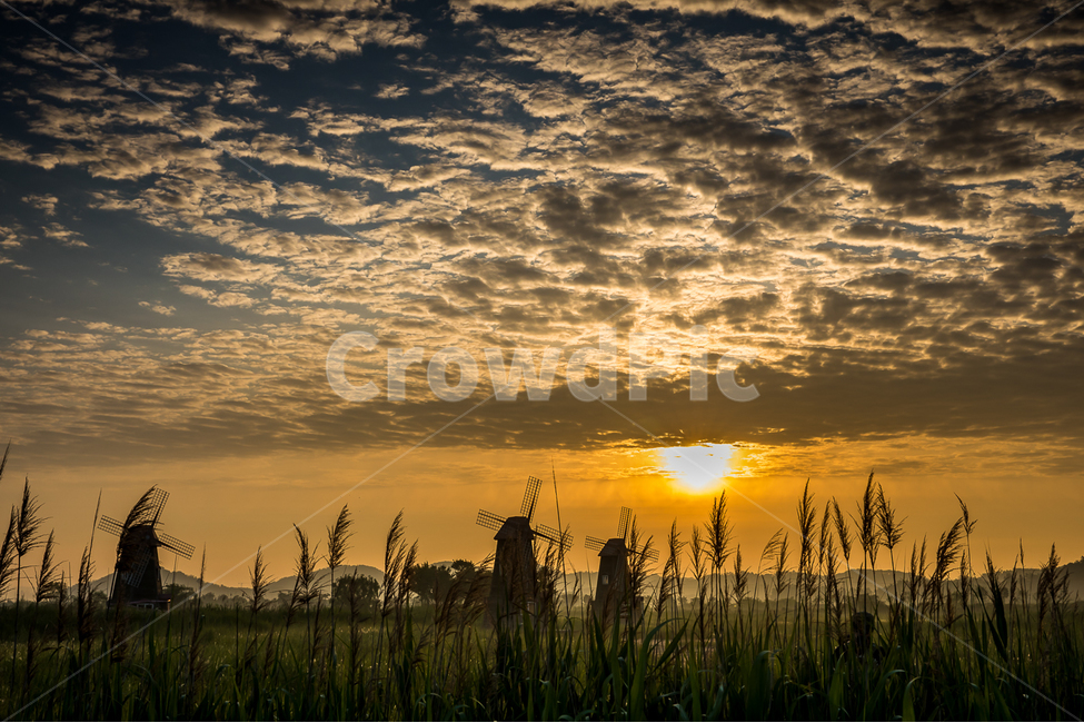 자연,풍경,일출,풍차,인천,하늘,구름,소래습지,소래습지생태공원,태양,해,nature,landscape,sunrise,sky,clouds,자연,풍경,nature,landscape,grass,잔디,plant,식물