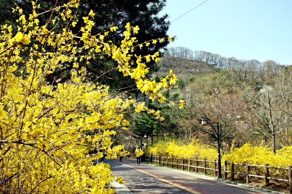 개나리,만개,꽃,봄꽃,노랑색,개나리길,산책로,나무,봄철,하늘,남산,yellow,tree,sky,blue,봄,계절,spring,season,자연,풍경,nature,landscape,asphalt,아스팔트