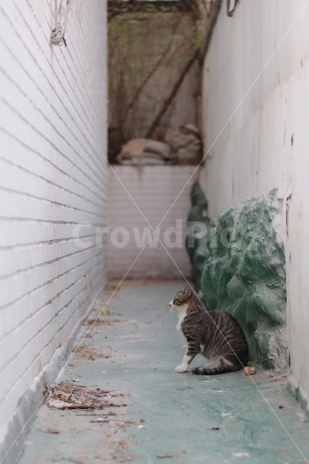 고양이,건물,동물,길고양이,동물사진,고양이사진,동물,animal,포유류,mammal,고양이,cat,kitten,kitty