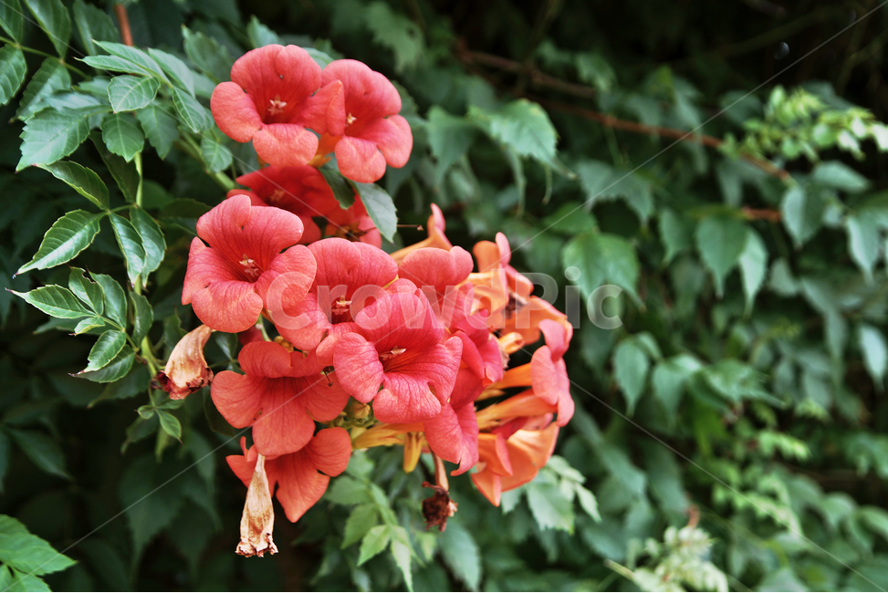 능소화,여름,계절,식물,꽃,식물,자연,plants,nature,꽃,flower