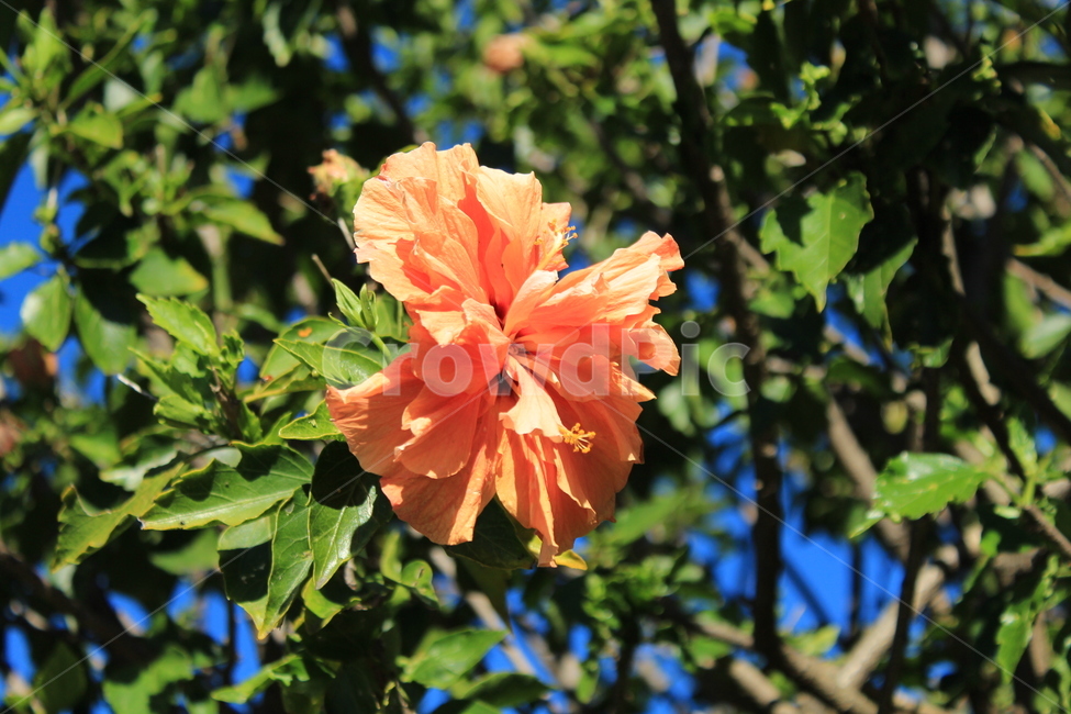 식물,blossom,꽃,flower,봄,생기,식물,자연,plants,nature,꽃,flower
