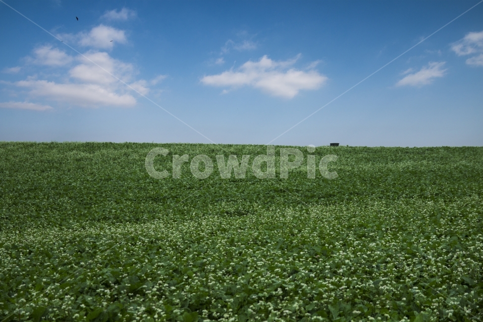메밀꽃,도깨비,학원농장,고창,힐링,자연,풍경,nature,landscape,outdoors,옥외,field,들