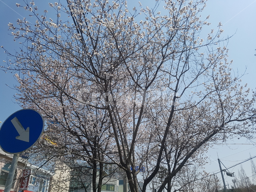 벚꽃,봄,spring,벚꽃축제,꽃,flower,봄,계절,spring,season,식물,자연,plants,nature,꽃,flower