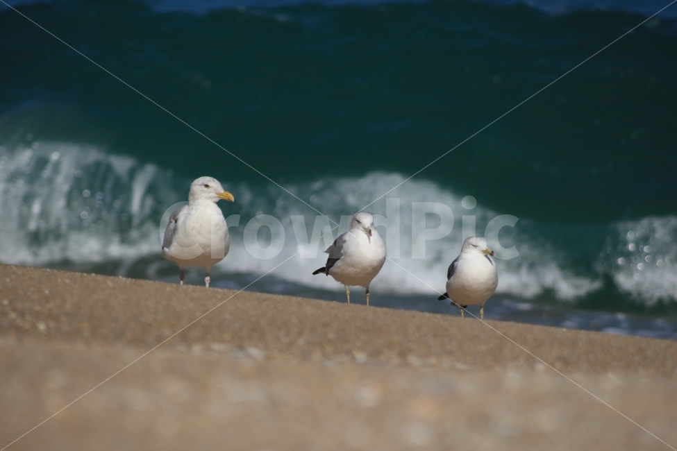 갈매기,동물,새,조류,바다,세마리,해변,sea,gull,해변가,바닷가,해변,바다,beach,sea,동물,animal,조류,새,birds