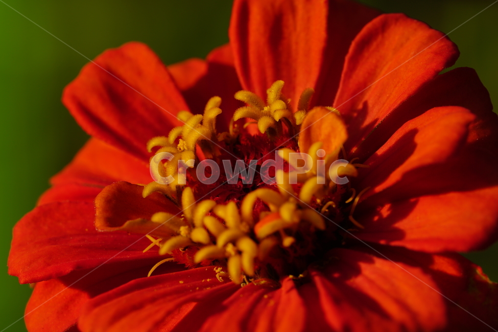 백일홍,꽃,플라워,자연,식물,가을꽃,가을,crapemyrtle,zinnia,flower,nature,plants,autumn,fall,10월,october,식물,자연,plants,nature,꽃,flower