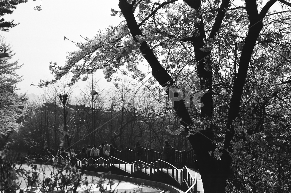 서울,북악산,꽃,벚꽃,필름사진,흑백사진,감성사진,seoul,flower