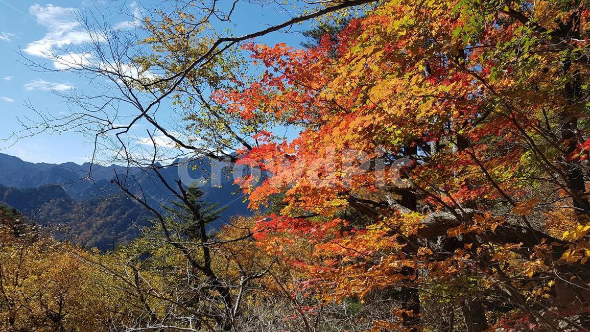 설악산,가을,단풍,가야동계곡,오세암,가을,계절,fall,autumn,season,자연,풍경,nature,landscape,한국자연풍경,한국자연경관,korea nature landscape,plant,식물,tree,나무,leaf,잎,maple