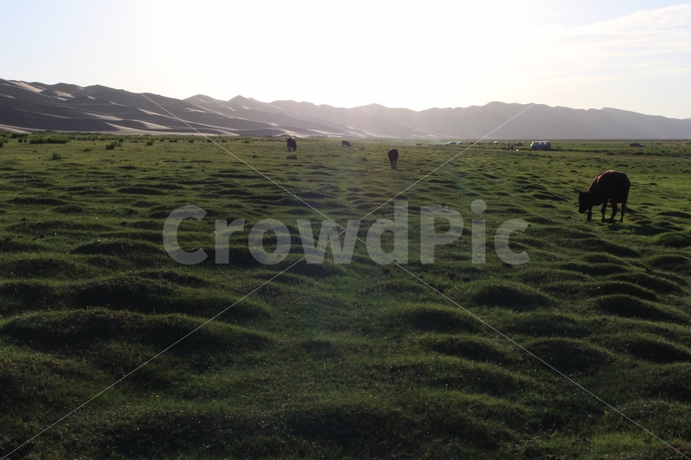 몽골,풍경,초원,사막,야생,자연,풍경,nature,landscape,해외,외국,세계,foreign,oversea,world,세계자연풍경,해외자연풍경,외국자연풍경,world nature landscape,동물,animal,포유류,mammal,field,들,outdoors,옥외,grassland,목초지,plant,식물,grass,잔디