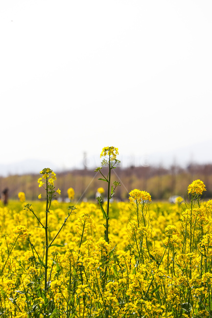 꽃,flower,식물,blossom,grassland,field,들,옥외,nature,자연,countryside,목초지,meadow,farm,농장,rural,농촌,식물,자연,plants,nature,꽃,flower
