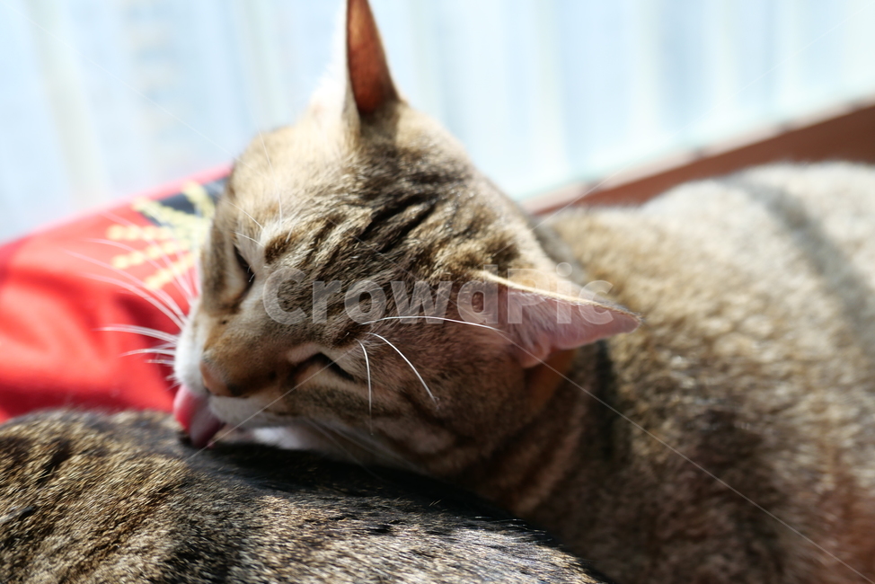 고양이,코숏,길고양이,동물,반려묘,반려동물,cat,kitten,animal