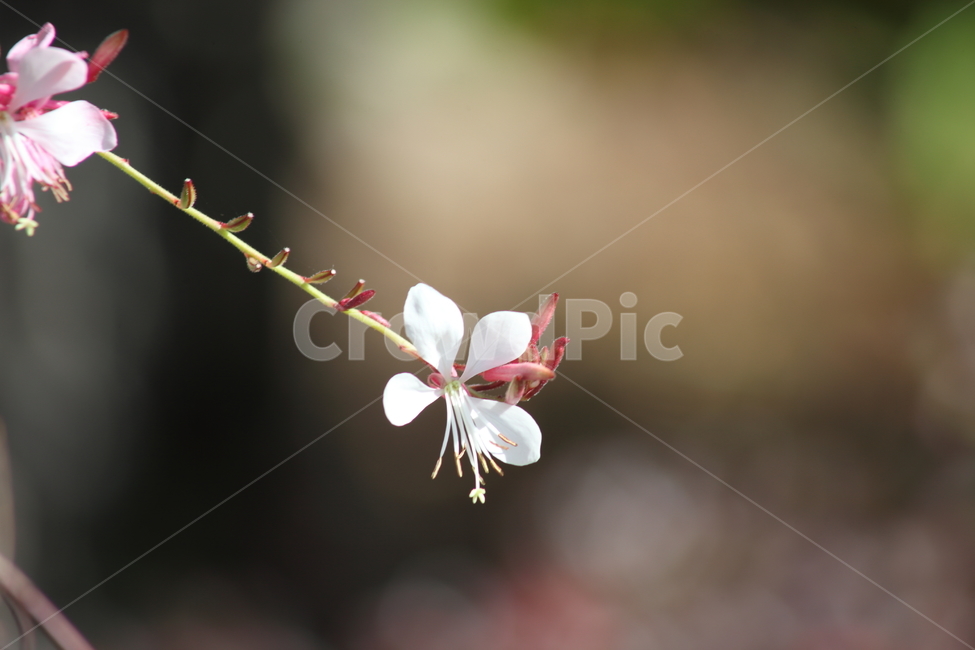 꽃,바늘꽃,식물,longseedwillowweed,flower,식물,자연,plants,nature,꽃,flower