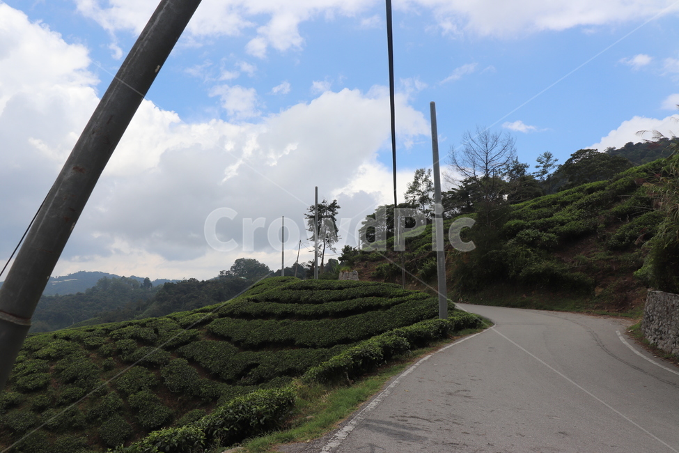 nature,자연,언덕,hill,차밭,차,도로