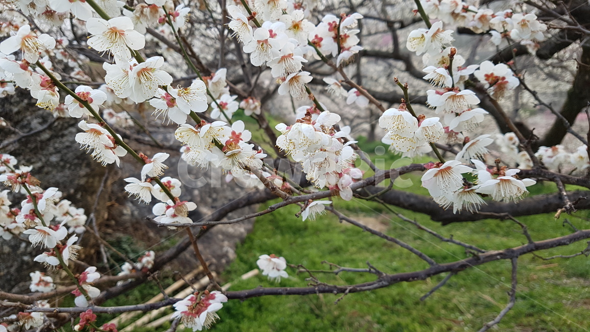 광양,매화,매화축제,광양매화마을,홍쌍리매화,봄,계절,spring,season,식물,자연,plants,nature,꽃,flower,plant,blossom,cherry blossom,벚꽃