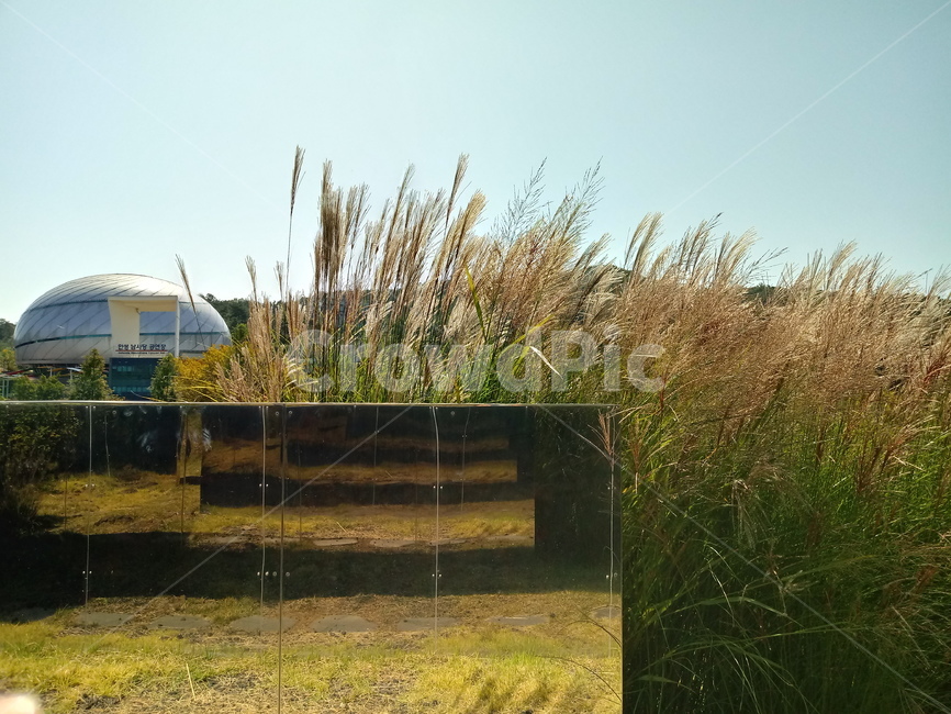 갈대,식물,reed,벼과,여러해살이풀,plant,겸가,노위,문견초,위근,위경,식물,자연,plants,nature
