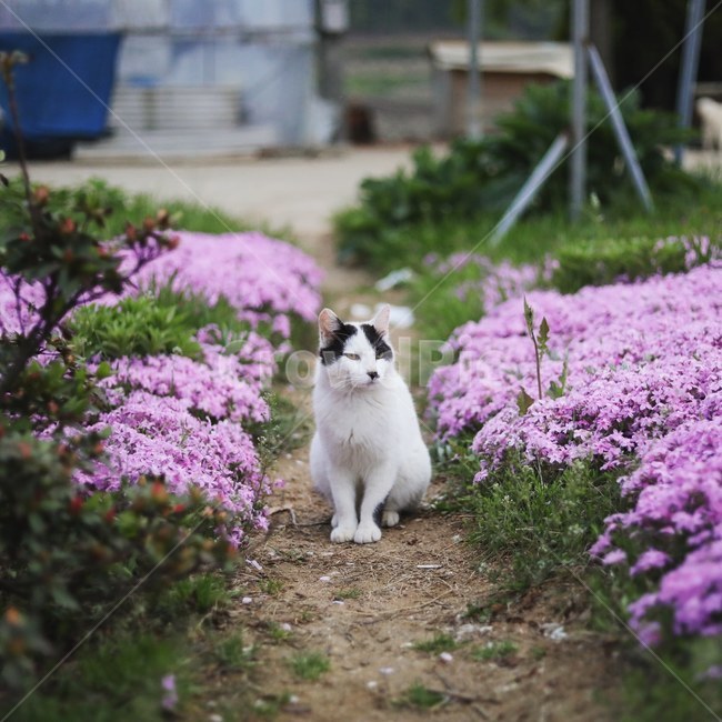 고양이,동물,cat,자연,시골냥,동물,animal,포유류,mammal,고양이,cat,kitten,kitty