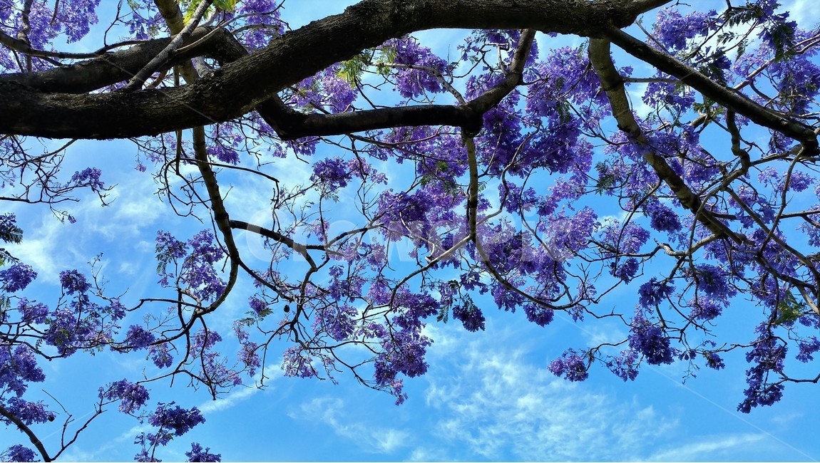 봄,꽃,봄꽃,자카린다,보라꽃,봄하늘,파란하늘,봄,계절,spring,season,식물,자연,plants,nature,꽃,flower,plant,blossom