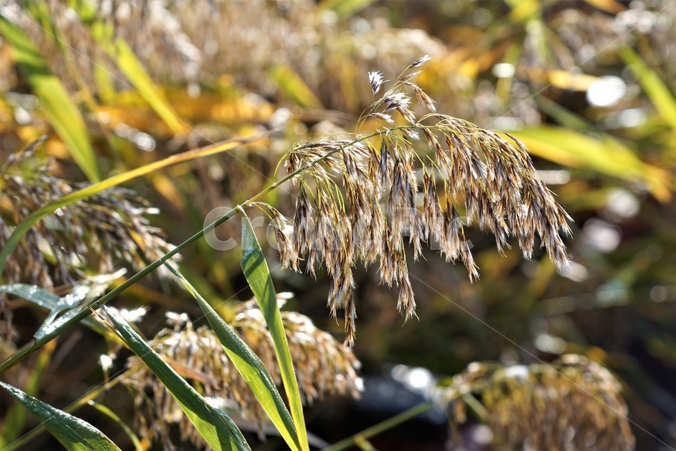 가을,갈대,자연,식물,감성,nature,fall,autumn,빛,가을,계절,fall,autumn,season