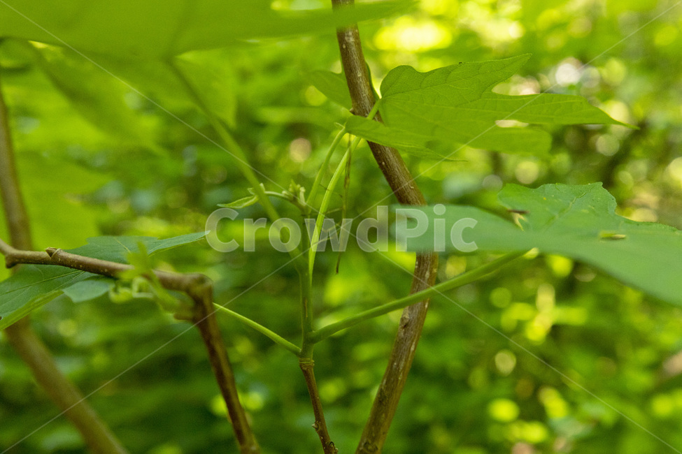 초록,나뭇잎,곤충,보호색,잎사귀,자연,백그라운드,숲속,휴향림,식물,자연,plants,nature