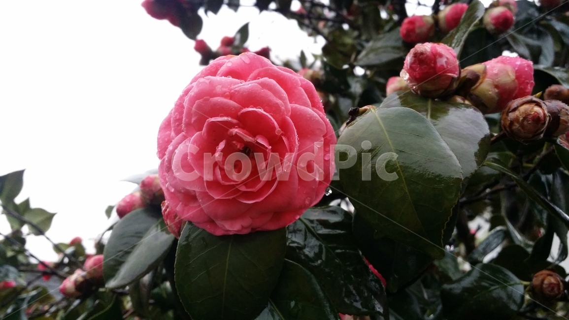 식물,plant,blossom,장미,rose,꽃,flower,물방울,이슬,꽃봉우리