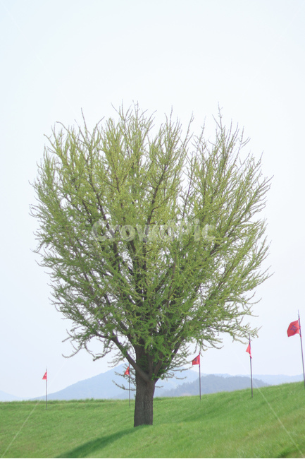나무,초록,나홀로나무,언덕,여름,여름,계절,summer,season,식물,자연,plants,nature,나무,trees,wood,tree,plant