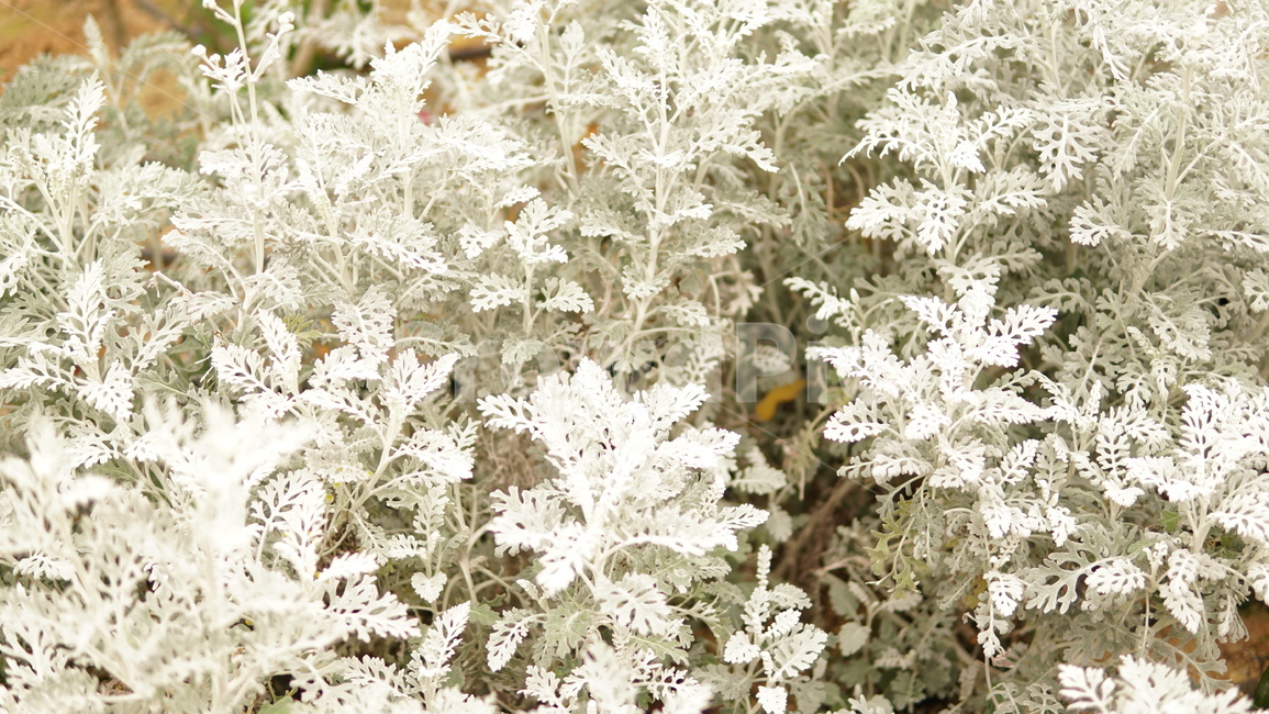 식물,하얀색,겨울,잎,정원,우아한,식물,자연,plants,nature