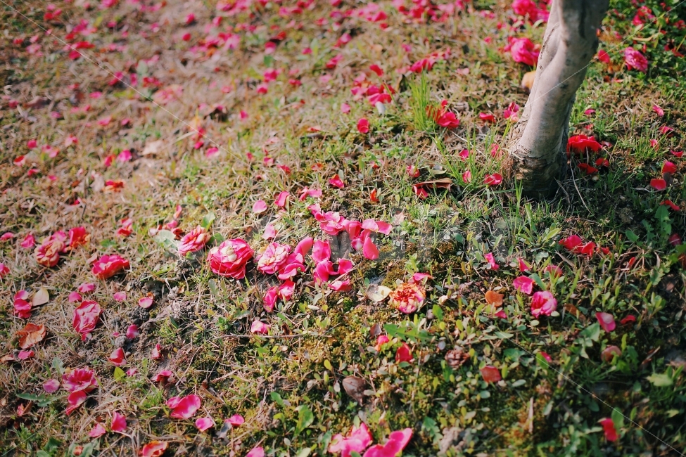 계절,나무,동백,동백꽃,잔디,공원,빨강,빨간꽃,동백나무,식물,자연,plants,nature,꽃,flower,감성,sensible,feeling