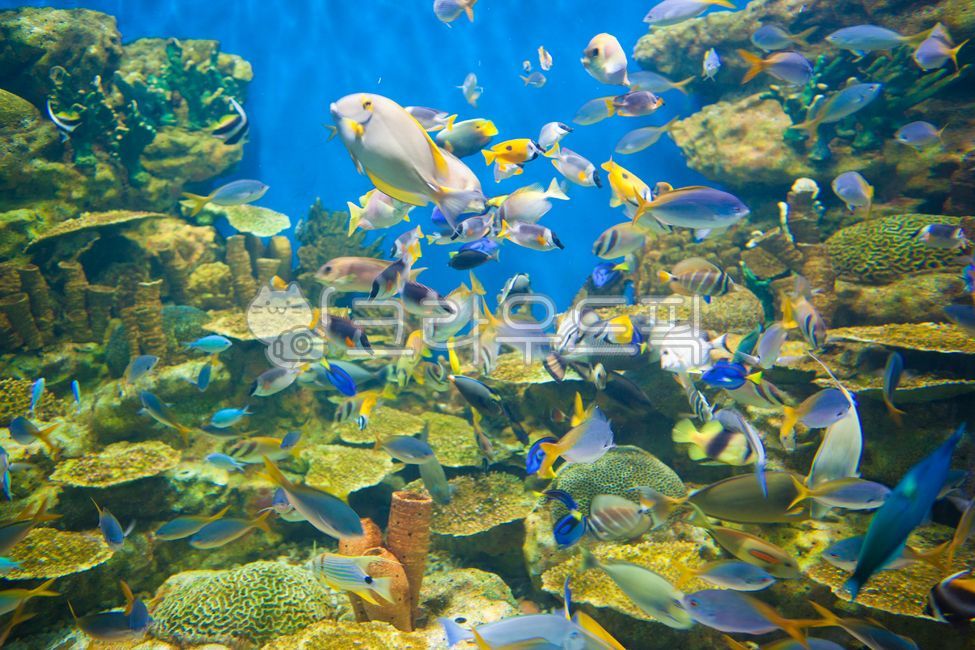 아쿠아리움,바다속,생선,열대어,물고기,sealife,fish,해양생물,nature,자연,바다,sea,산호초