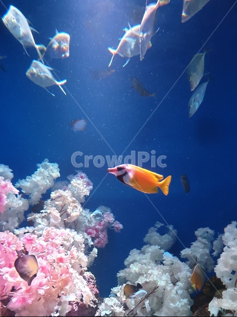 물고기,떠나요,아쿠아리움,관찰,산호,동물,animal,어류,물고기,fish