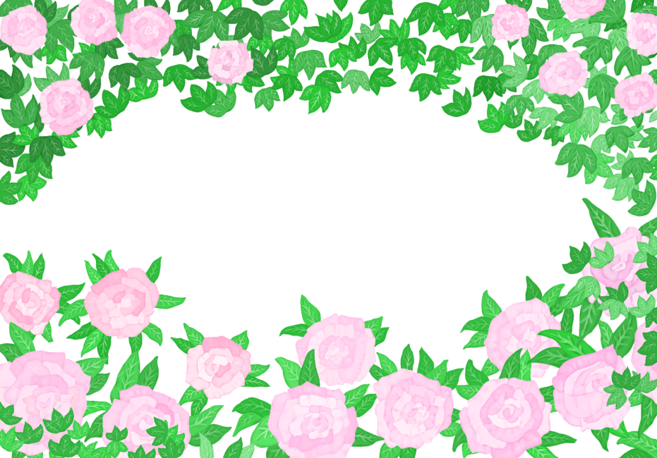 plant,식물,장미,꽃,일러스트,분홍,그래픽,일러스트레이션,graphic,illustration