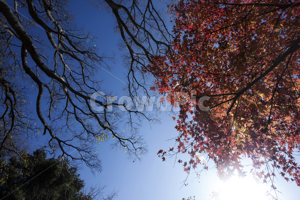 plant,식물,tree,나무,단풍,풍경사진,자연,blue,청명한,가을,10월,붉은색,천연색