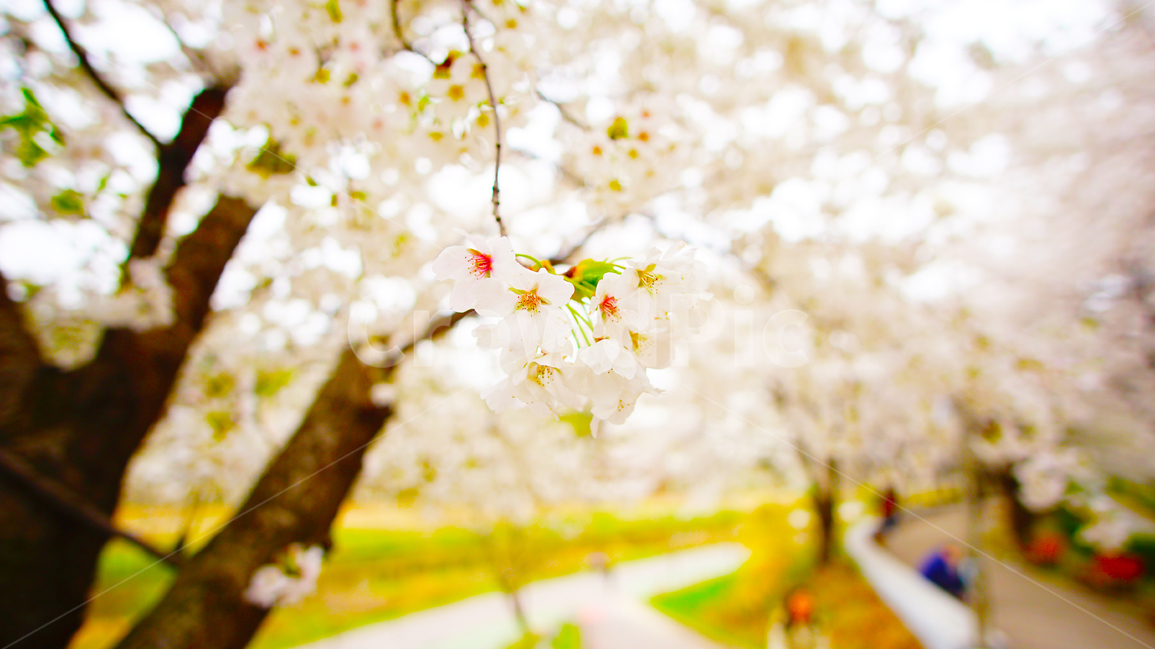 봄,벚꽃,cherryblossom,벚꽃축제,벚꽃사진,桜,花見,spring,봄,계절,spring,season,식물,자연,plants,nature,꽃,flower,plant