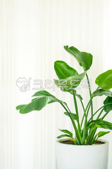 corridor,fragrant,deco,beauty,Begyeong,verdure,vase,inside,house,interior,Modern,empty,interior decoration,ornament,pot,copy space,by the window,decoration,table,organic,hardwood,Floor,rest,grow,leaf,room,home,flower,fresh green,White,plant,wall,curtain,W