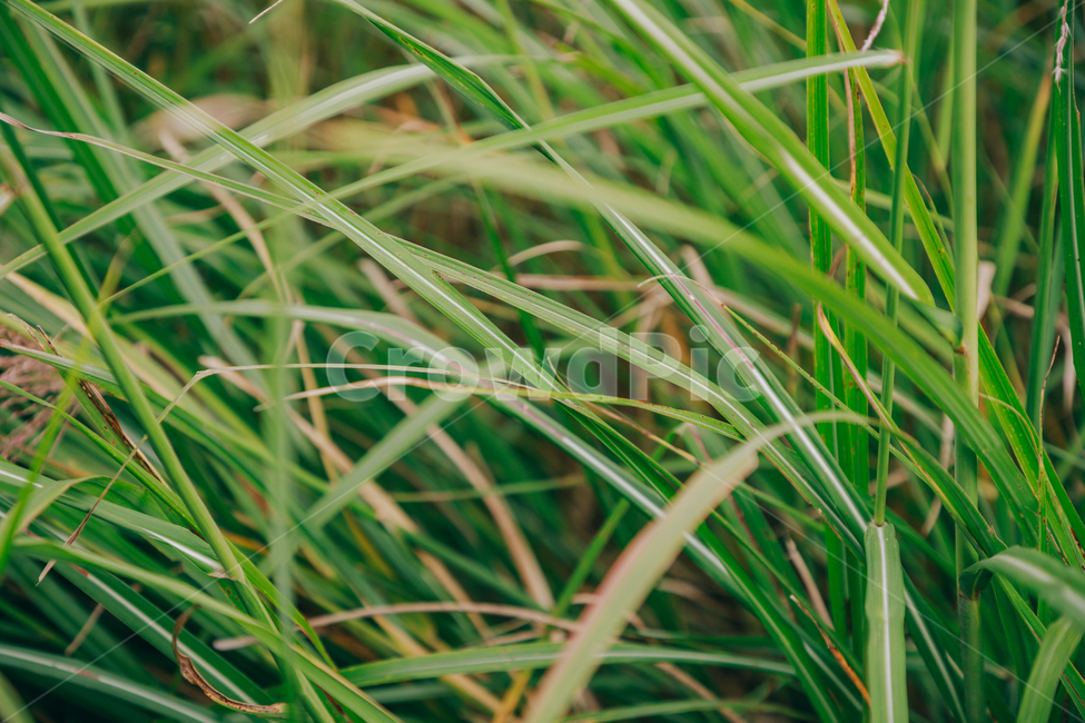 갈대,가을,식물,자연,초록,억새,식물,자연,plants,nature