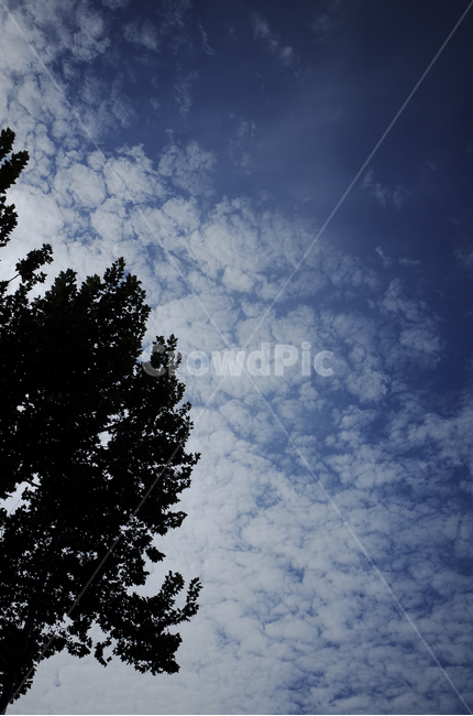 nature,자연,sky,하늘,cloud,구름,clouds,silhouette,실루엣,tree,나무,plant,식물