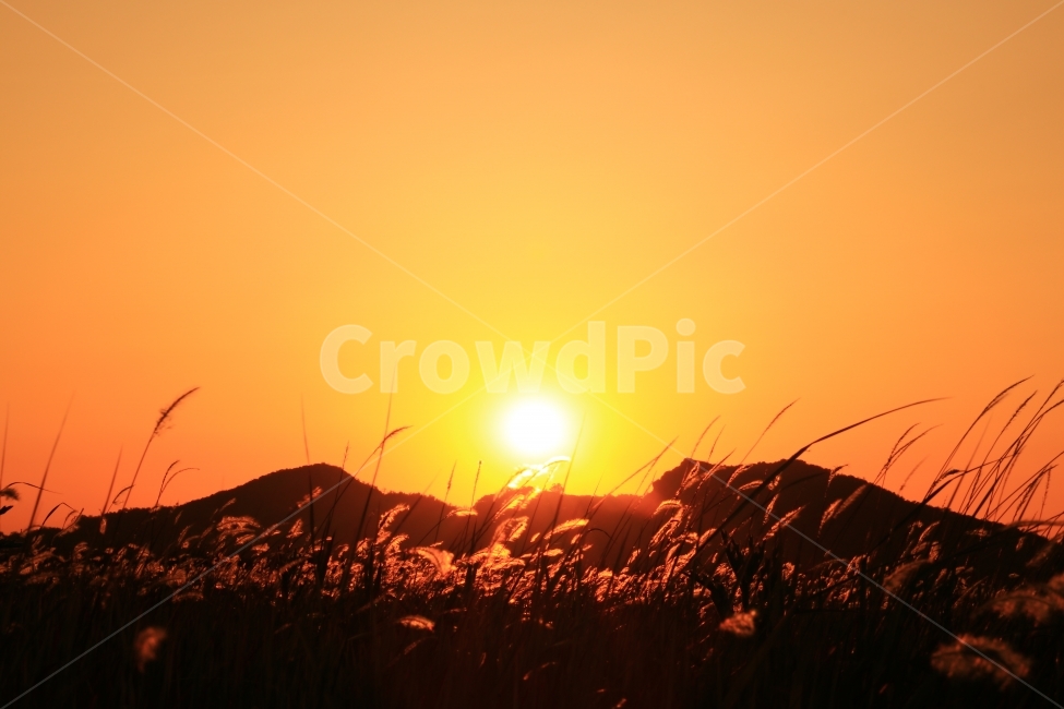 일몰,수섬,삘기꽃,삘기,화성,해넘이,노을,sunrise,역광,자연,풍경,nature,landscape,실루엣,그림자,silhouette,shadow,light,빛,flare,플레어,outdoors,옥외,sunlight,햇빛