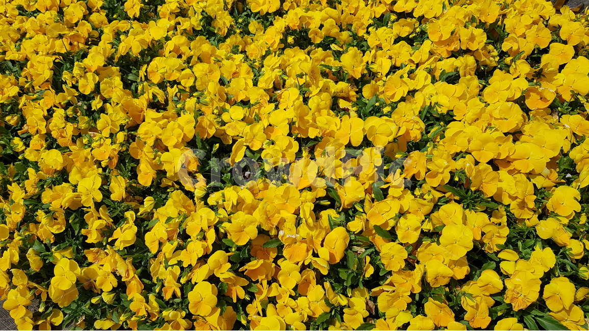 식물,꽃,노랑,노란색,봄,화단,꽃밭,yellow,spring,식물,자연,plants,nature,꽃,flower