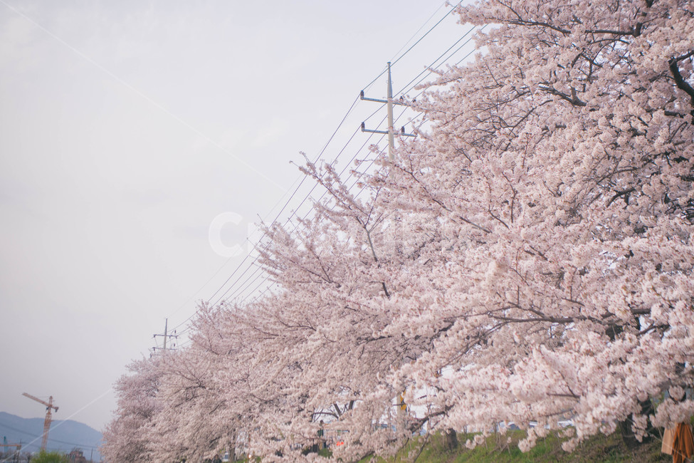 봄,계절,벚꽃,자연,풍경,봄꽃,꽃,blossom,cherryblossom,식물,plant,spring,season,nature,landscape,봄,계절,spring,season,자연,풍경,nature,landscape,flower,cherry blossom