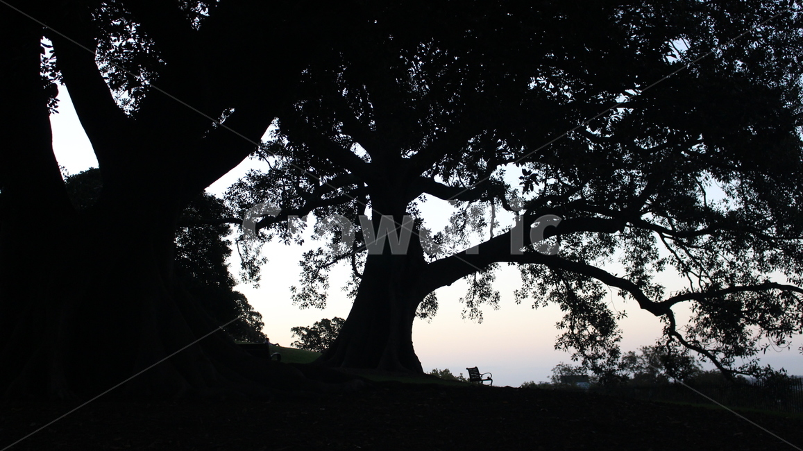 황혼,해질녘,의자,언덕,나무,블랙,풍경,자연,풍경,nature,landscape,실루엣,그림자,silhouette,shadow,tree,plant,식물,tree trunk,나무 줄기