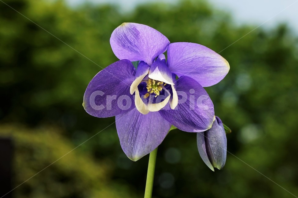 매발톱꽃,꽃,봄,만개,aquilegia,beforeflowering,bud,columbine,green,leaf,nature,plant,spring