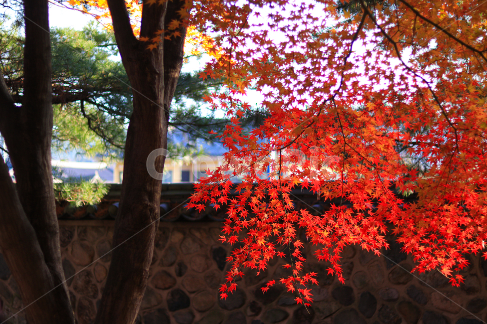 leaf,잎,plant,식물,tree,나무,가을