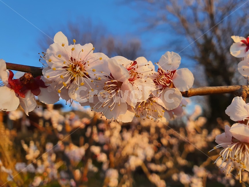 꽃,벚꽃,매화,식물,flower,blossom