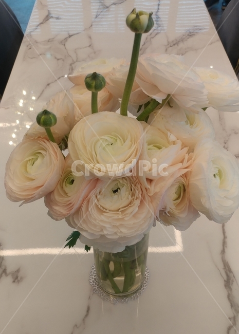 꽃,플라워,flower,생화,라넌큘러스,식물,화병,유리화병,식물,자연,plants,nature,꽃,flower