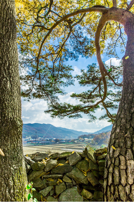 소나무,돌담,풍경,감성,단풍,가을,가을,계절,fall,autumn,season,자연,풍경,nature,landscape,한국자연풍경,한국자연경관,korea nature landscape,식물,plants,나무,trees,wood,휴식,힐링,rest,relaxation,healing,plant,tree trunk,나무 줄기,tree