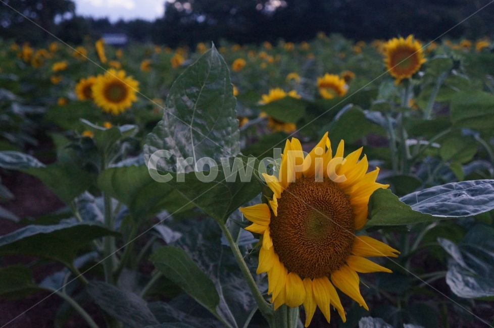 노란해바라기,해바라기,해바라기밭,노랑,노란꽃,식물,자연,plants,nature,꽃,flower