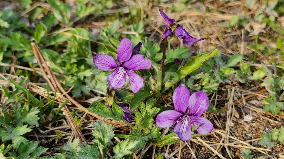 들꽃,야생화,보라색,보라,flower,꽃,봄,봄꽃,보라색꽃,plant,식물