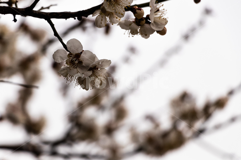 매화,매화꽃,매실꽃,백매화,흰매화,봄,계절,spring,season,식물,자연,plants,nature,꽃,flower,plant