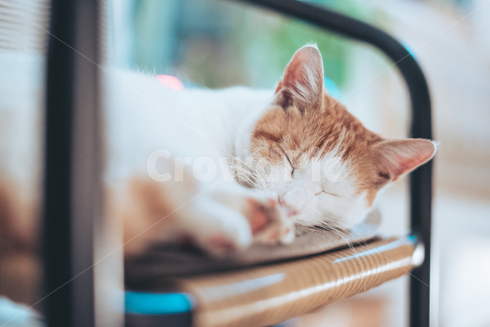 Yellowtail,Cheese cat,stray cat,cat,animal,pet