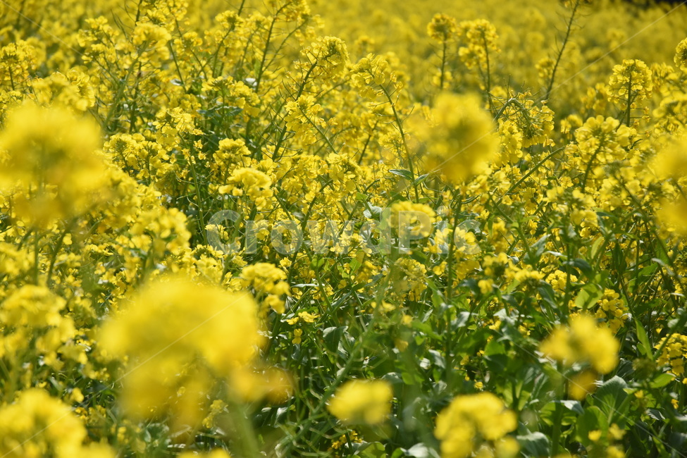 유채꽃,노란꽃,예쁜꽃,식물,flower,봄,yellowflower,rapeflower