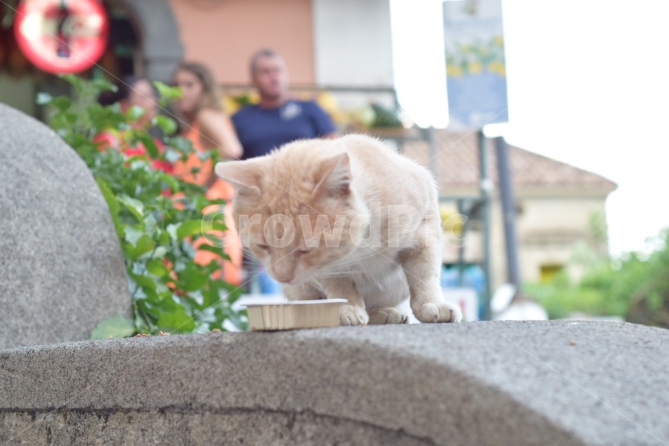 동물,고양이,cat,pet,animal,동물,animal,포유류,mammal,고양이,cat,kitten,kitty