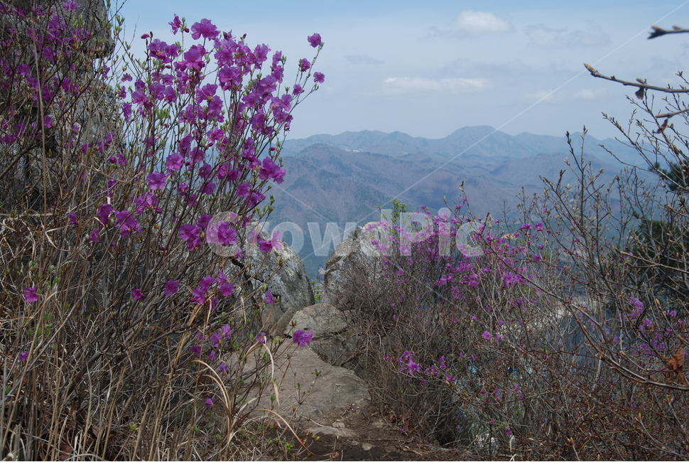 봄,spring,철쭉,돌,tree,탐방로,자연,풍경,nature,landscape,plant,식물